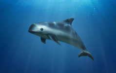Vaquita WWF