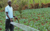 Interviewing 2,800 farmers to evaluate Plantwise Clinics