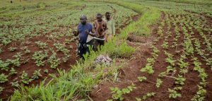 Supporting the formation of the fund for agricultural finance in Nigeria