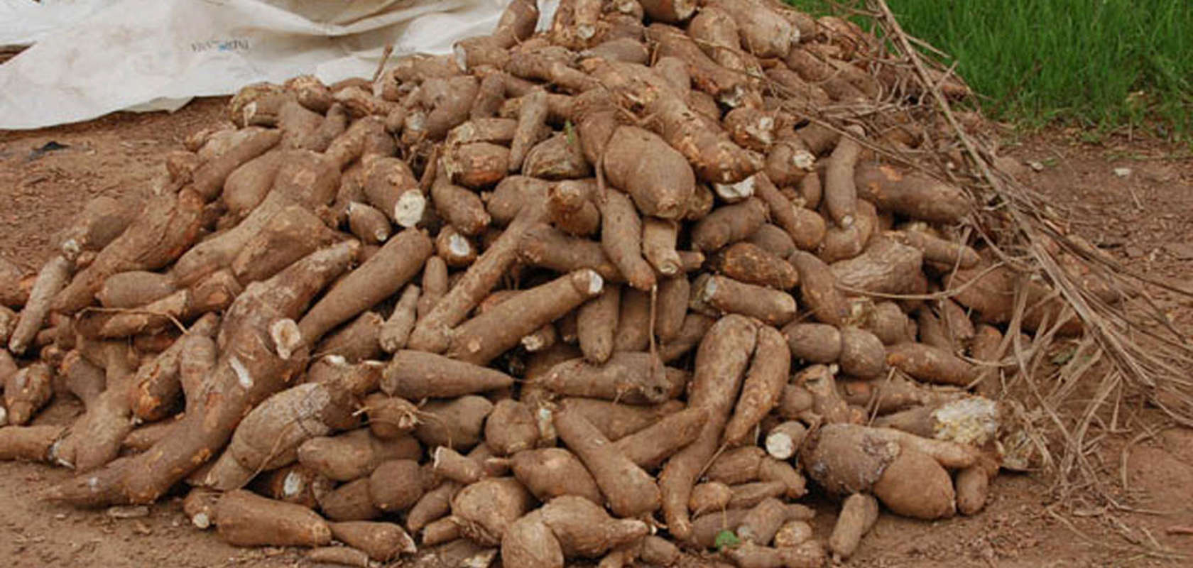 Establishing a Cassava financing facility