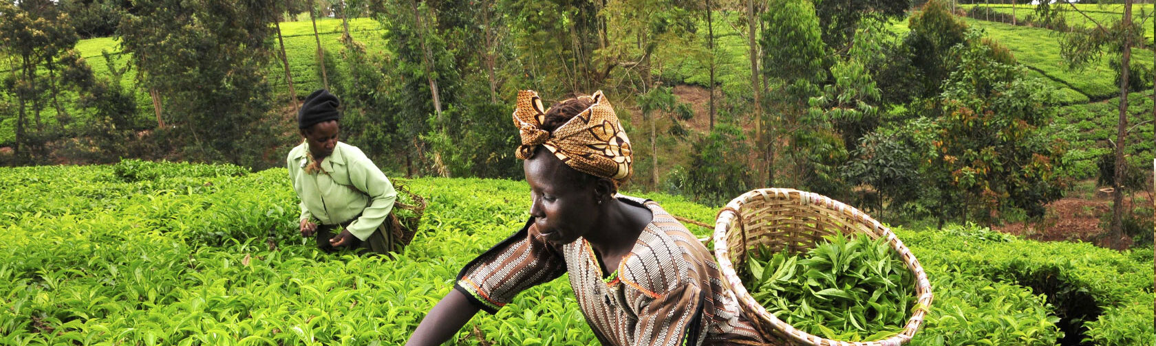 Surveying smallholder tea farmers’ responses to frost mitigation