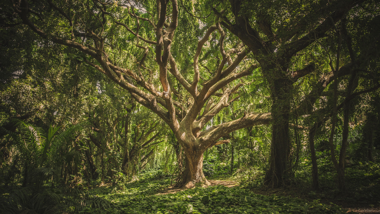 A Forest Economy for the Future: Generating Social and Economic Dividends From More Sustainable, Circular Sources