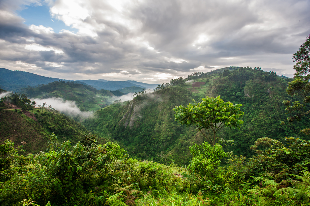 The Climate Smart Forest Economy Program: Transforming Regional Economies Through a Forest-First Approach