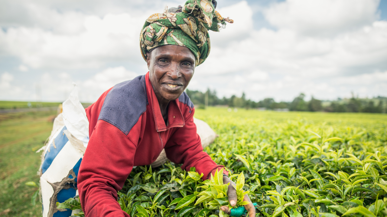 Dalberg : We are a global group of change makers working to build a more inclusive and sustainable world where all people, everywhere, can reach their fullest potential.