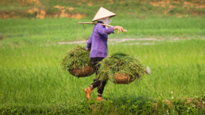 From Public Funds to Commercial Finance: Evaluation of the FMO Progression Model